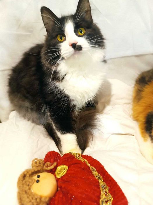 Котята котики кошечки бесплатно