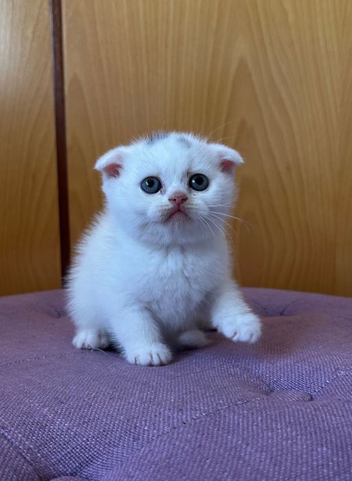 Gatinho Scottish Fold