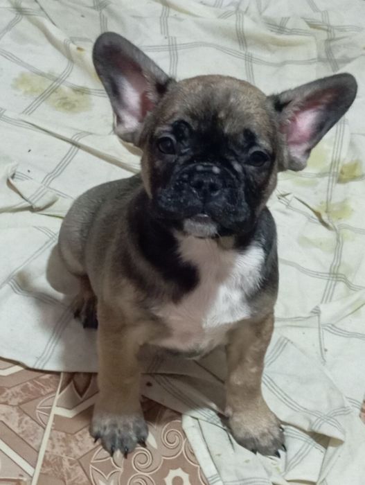 Щенки Французький булодог