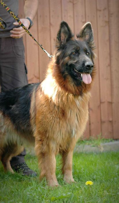 Owczarek niemiecki  długowłosy