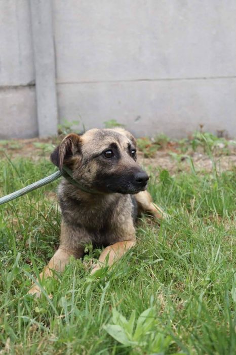 Wyjatkowa suczka do adopcji