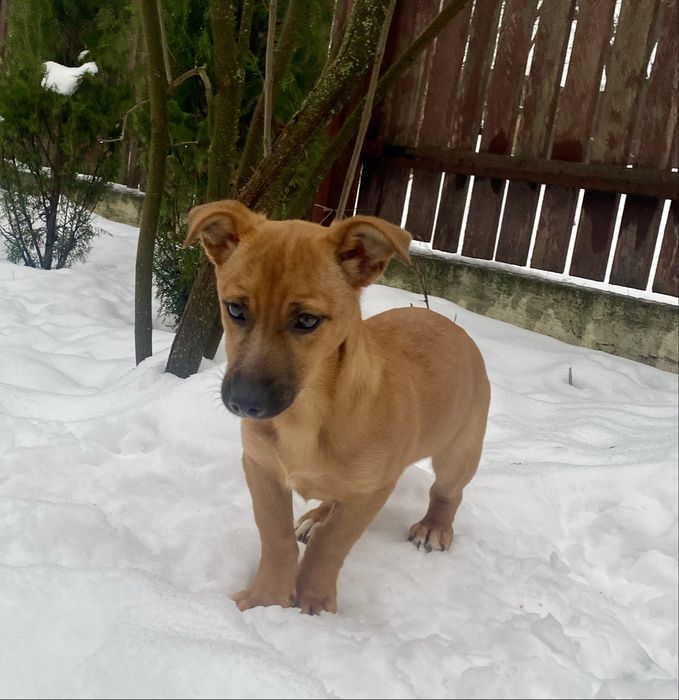 Віддам маленьких собачок 4 місяці