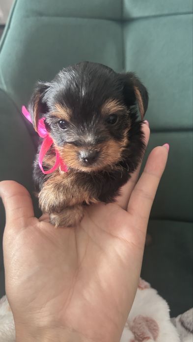 Szczeniaki yorkshire Terrier