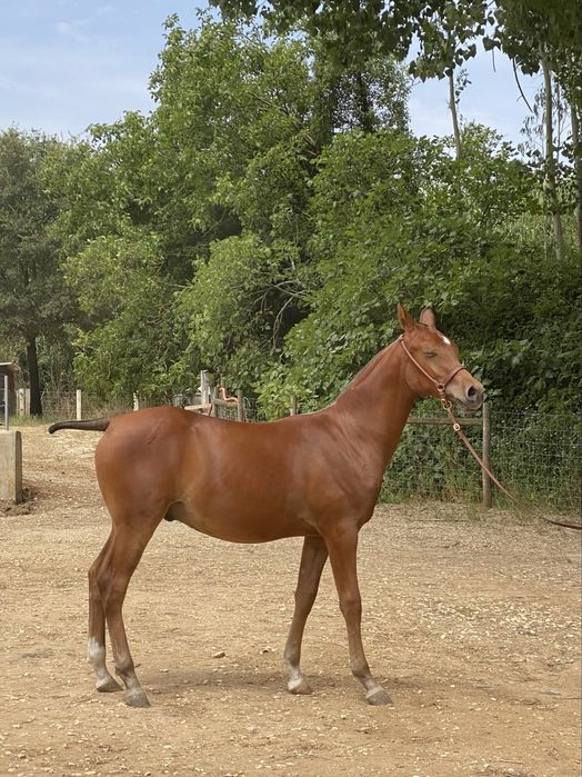 Vendo Poldro Castanho PSA, X- Doma Masan
