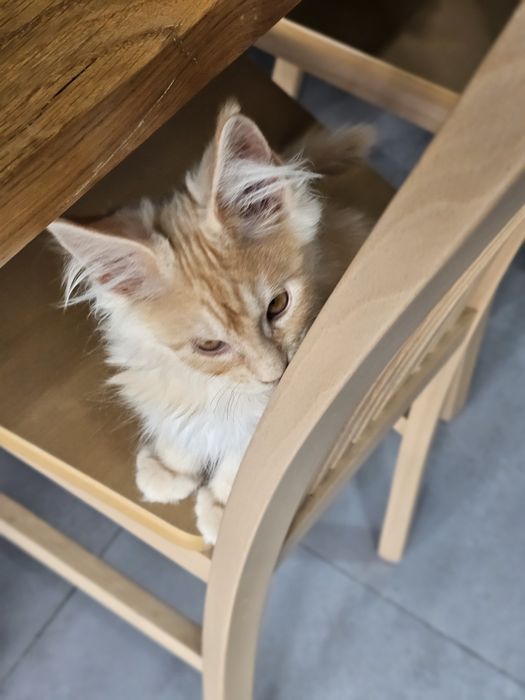 Zibi Maine coon rudy pieszczoch