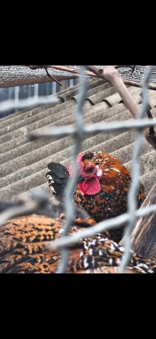 Продам Корольки ситцеві