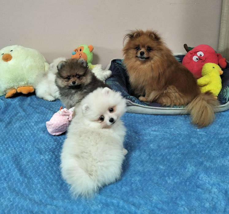 Szpic miniaturowy. Pomeranian. Piesek.