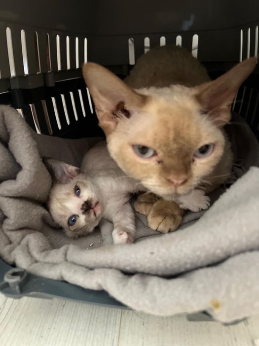 Dyzio - bajbardziej upierdliwy i miziasty kocurek z  Devon Rex