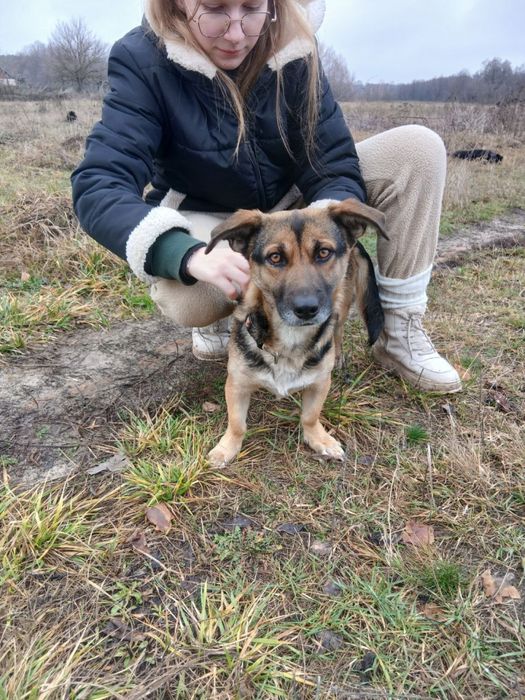 Собачка в добрі руки