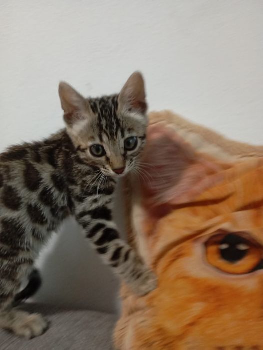 Котятки бенгалятки в любимци.Срочно