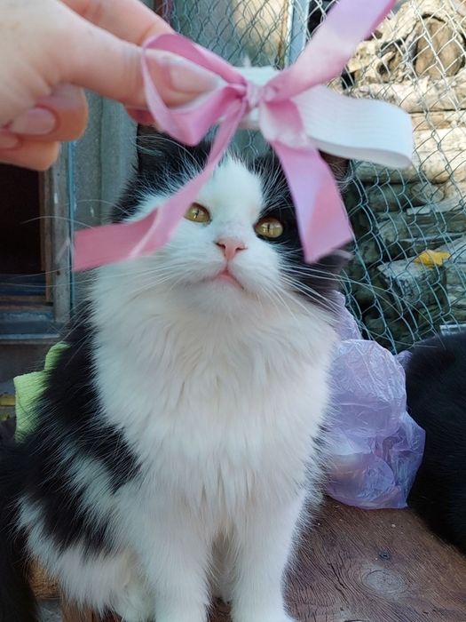 Отдам даром в добрые руки пушистую черно-белую кошечку