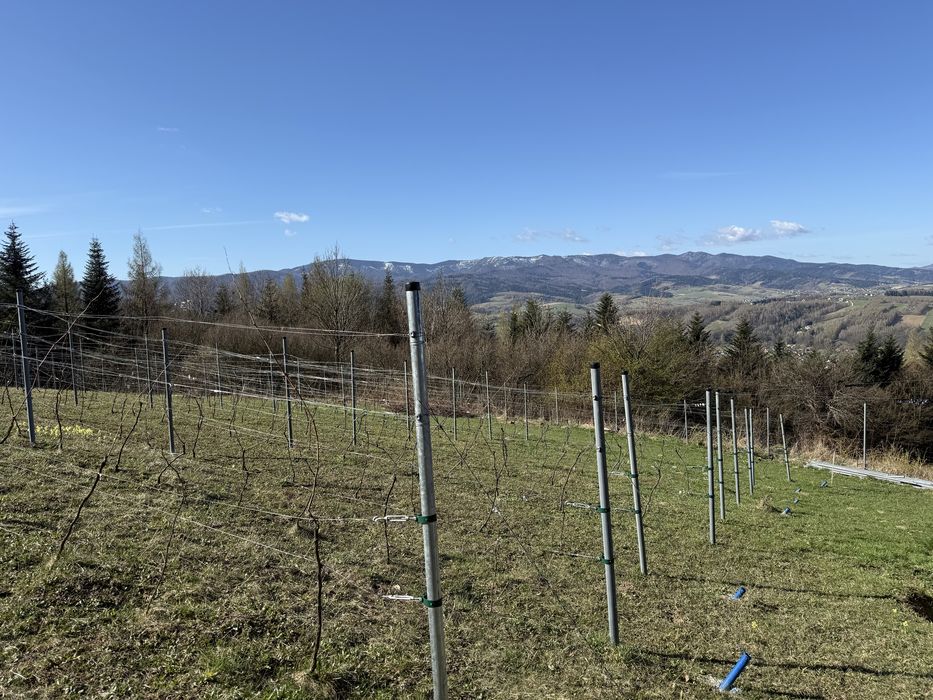 Działki rolno-widokowo, Popowice Stary Sącz - Widok 2