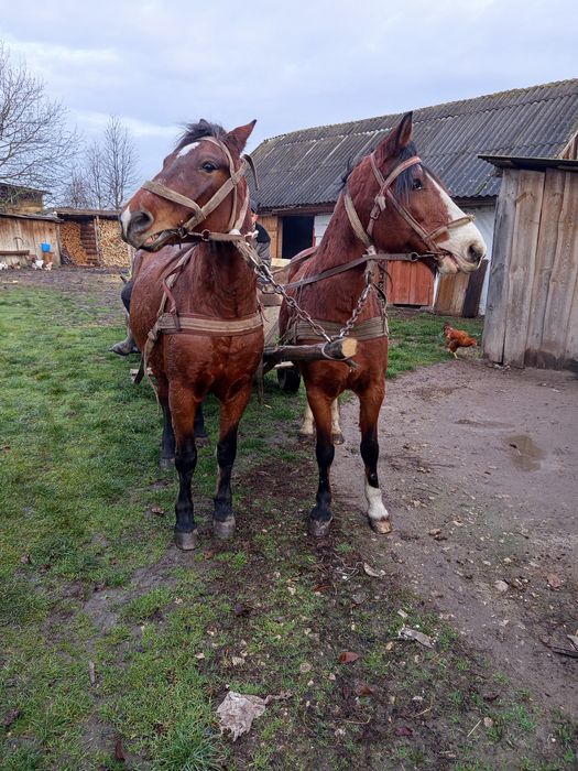 Продам робочу кобилу