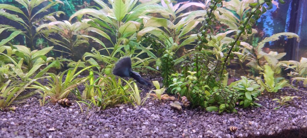 Gupik MOSKIEWSKI XXL czarny mega kozaki