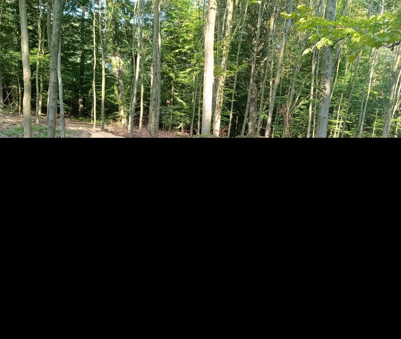 Drewno opałowe, kominkowe  niskie ceny!