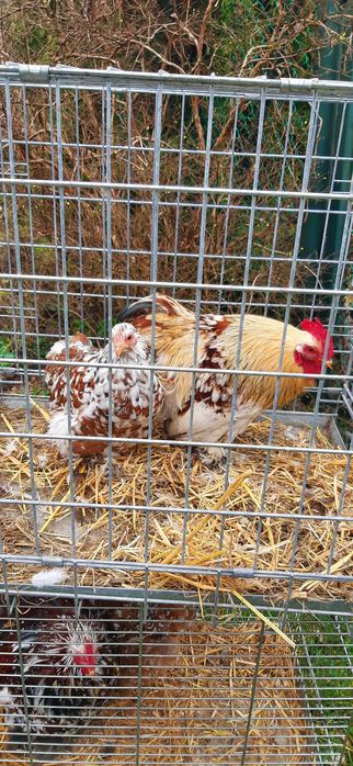 Kochin kochiny miniaturowe 160