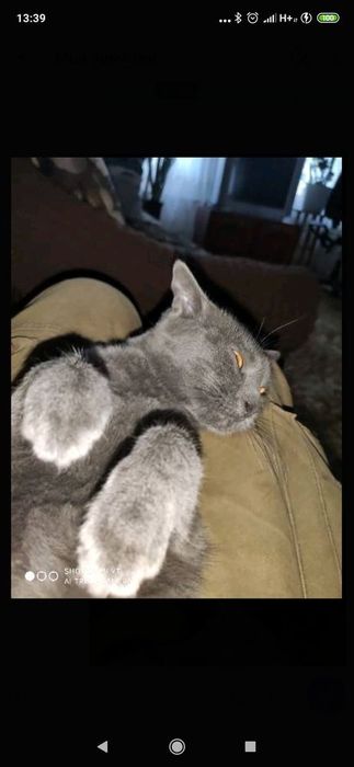 Ищу такую кошку вот как на фото