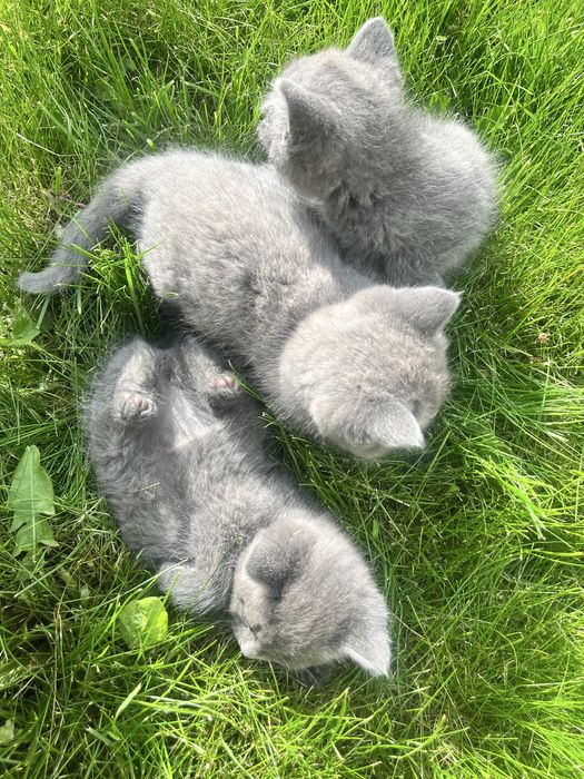 Продаємо котики-британці