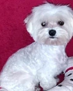 Maltańczyk xs mini dorosły