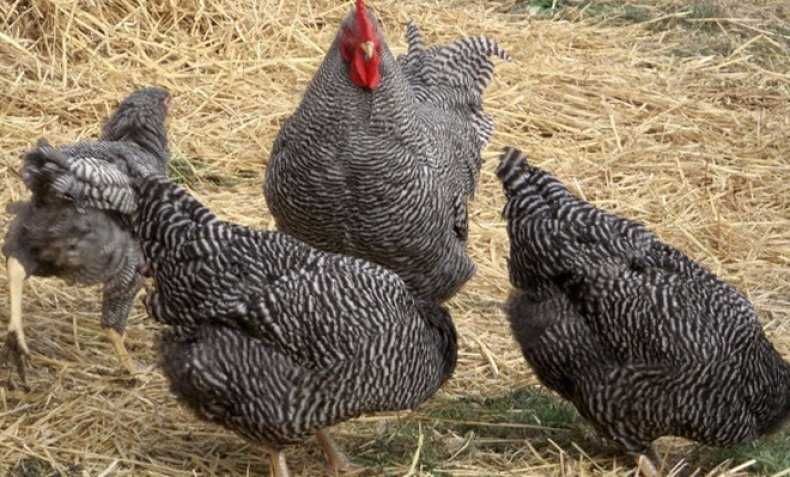 Інкубаційне яйце домінант зозульчатий