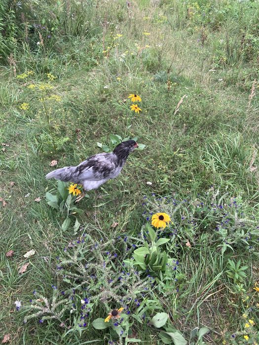 Інк.яйця Амераукана