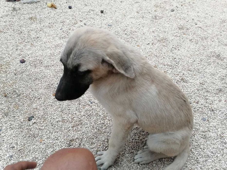 Cachorro Fêmea 3 meses para adoção