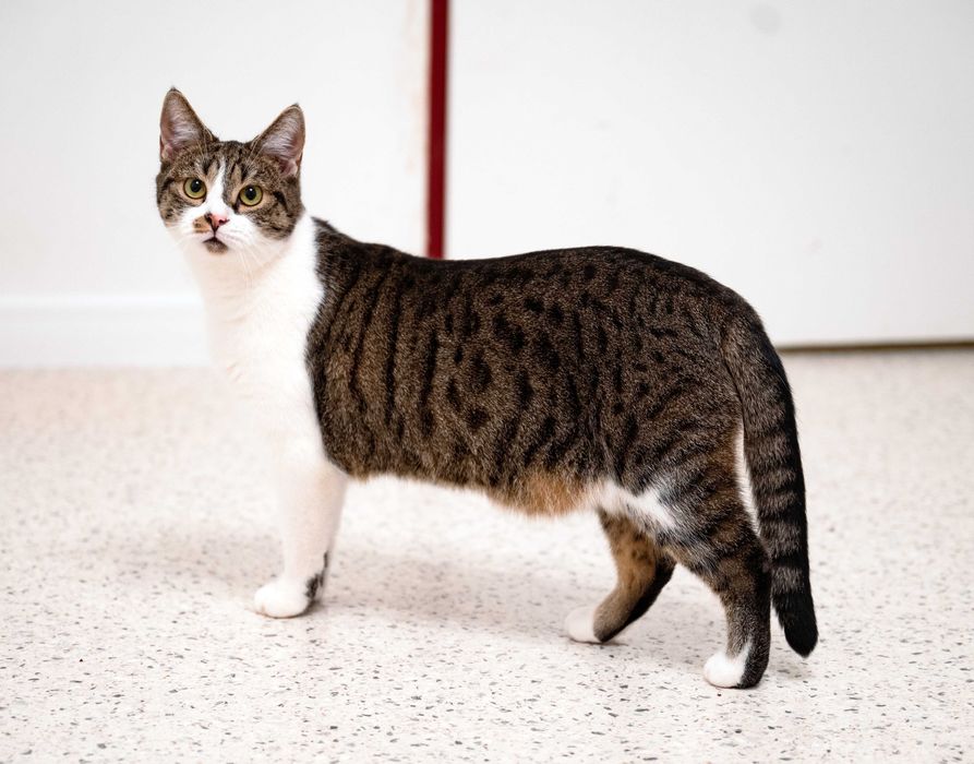 Kotka do adopcji - KLAWA, 1 rok