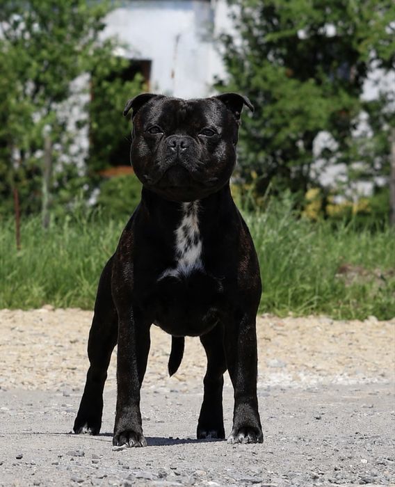 Staffordshire Bull Terrier, Staffik, stafford