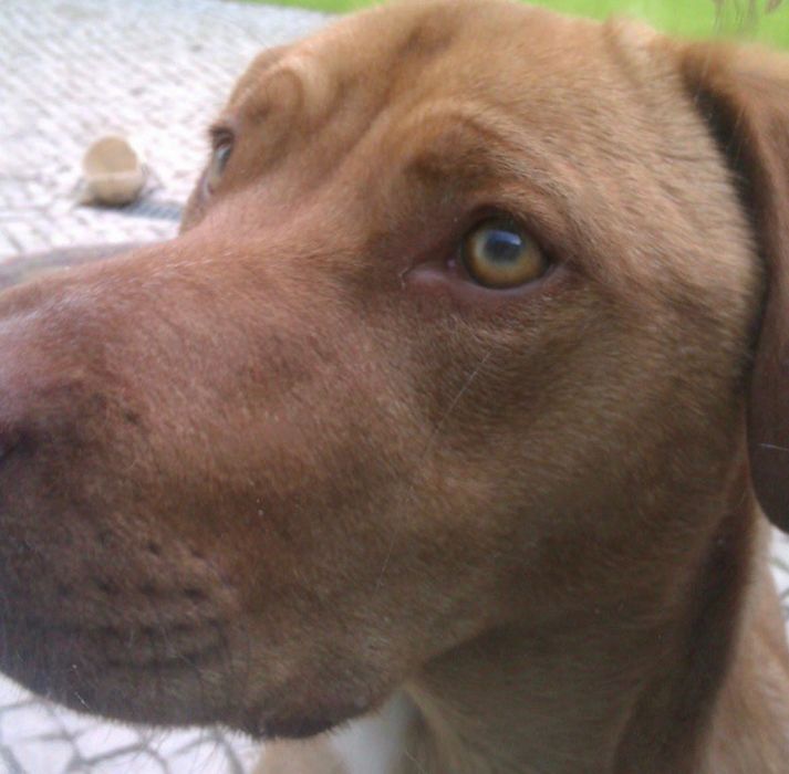 passeio de cães / dog walking - pet sitting (Massamá)