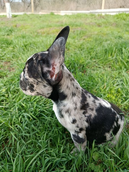 Прекрасные французики