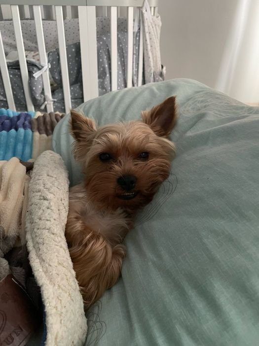 Йорк шукає подругу