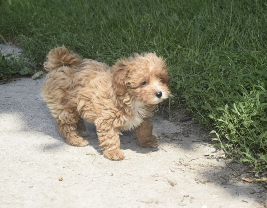 Maltipoo Antonina-Antosia