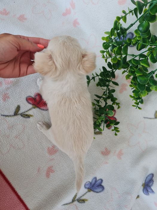 Excelente mini menino pelo longo Chihuahua/Chiuaua Linhagem Russa de Qualidade