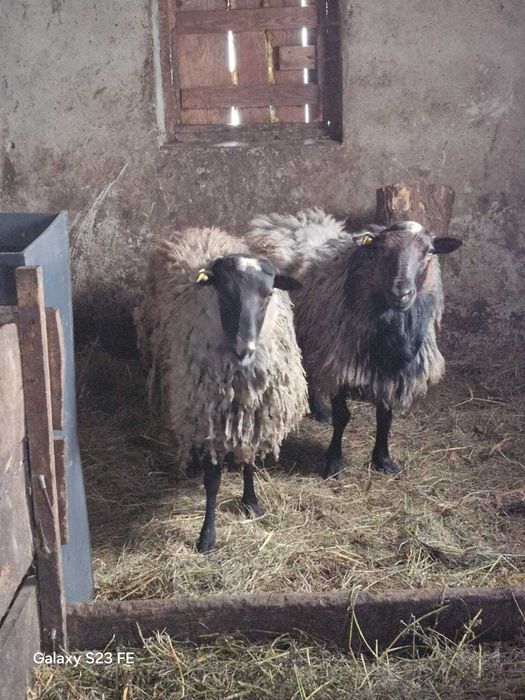 Романівські вівці. Чистокровні баранчики. Ягниці на розвід.