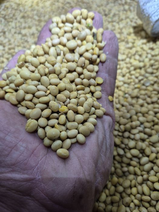 Soja Adelfia, zbiór 2025, bez glifosatu, bez GMO