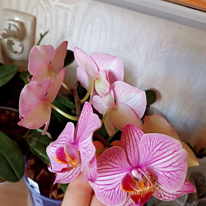 Продам орхідею, фаленопсис