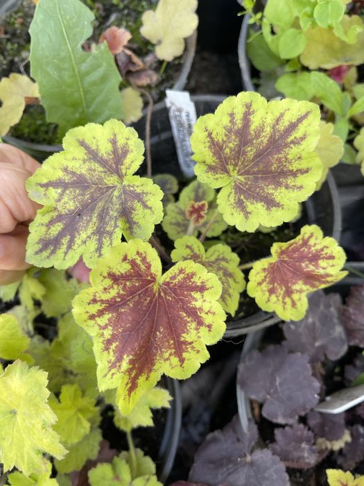 Продам гейхери