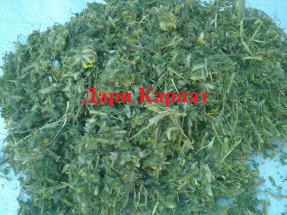 Астрагал шерстистоквітковий