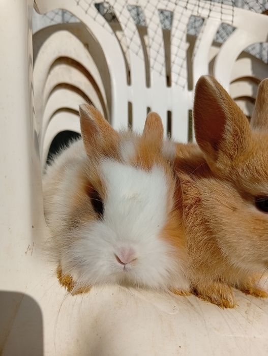Coelhos anões já a comer sozinhos