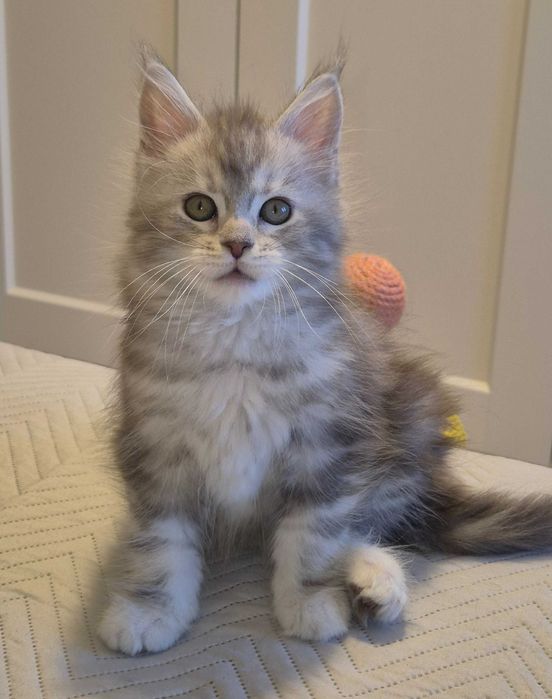 Śliczna kotka Maine Coon , srebrna FPL