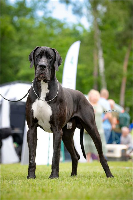 Dog niemiecki czarny Szczenię ZKwP FCI