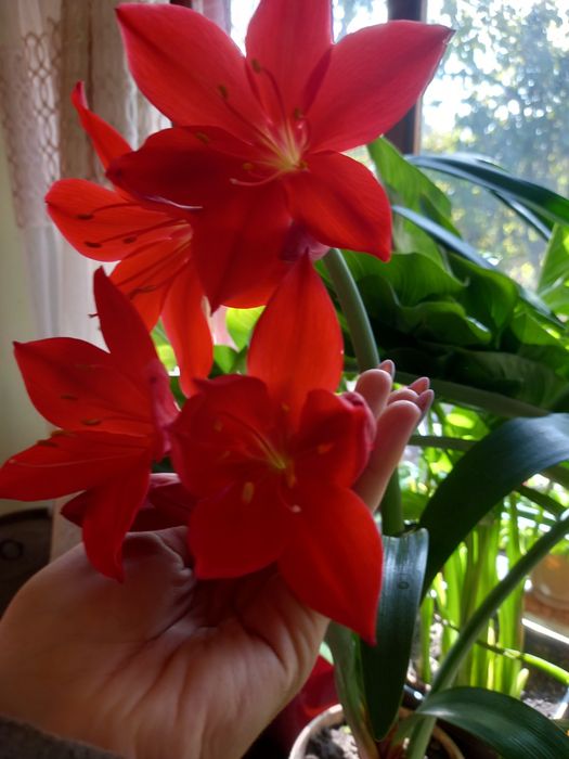 Домашня рослина. Має дуже гарні червоні квіти