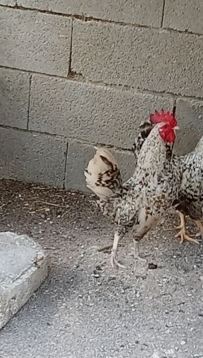 Coquicho/granizé