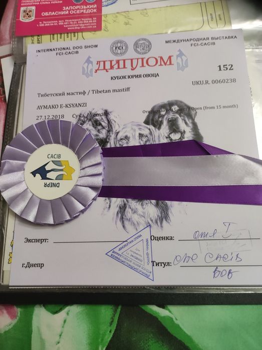 Тварини тібетський мастіф