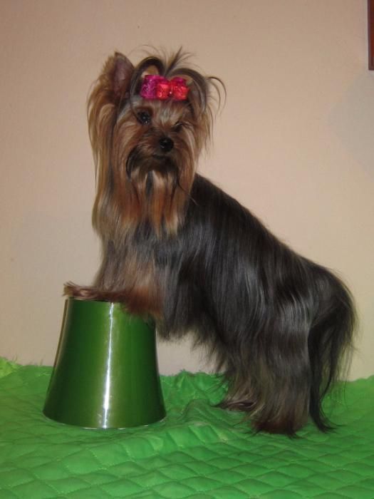 джентельмен приглашает на свиданье