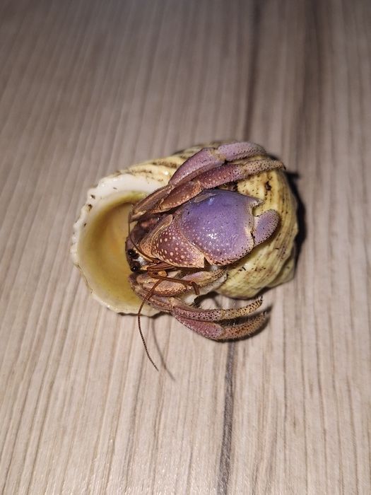 Karaibski krab pustelnik lądowy -  Coenobita clypeatus