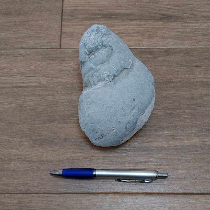 Fóssil de gasterópode do Jurássico Superior (145/163 Milhões de anos)