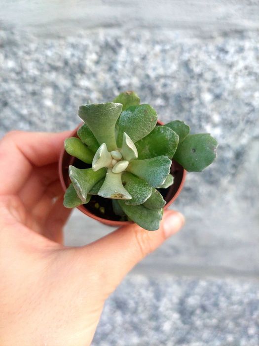 Suculentas 1€ cada