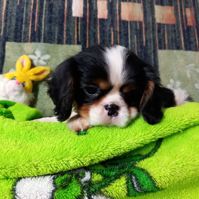 Кавалер кінг чарльз спаніель