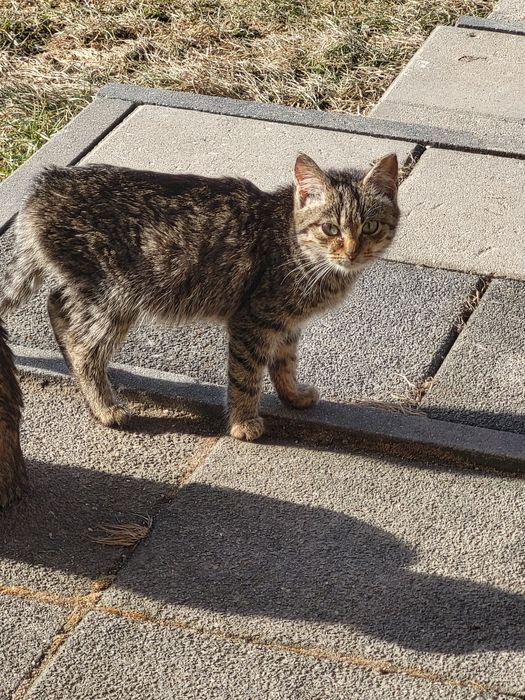 Kotki  -  małe kociaki